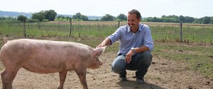 le-porc-fermier-auvergne